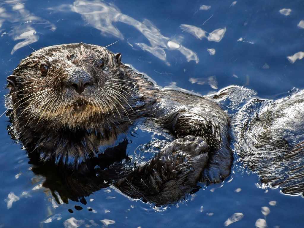 Ölverschmutzungen und Seeotter: Verstehen der Bedrohung und Lösungen
