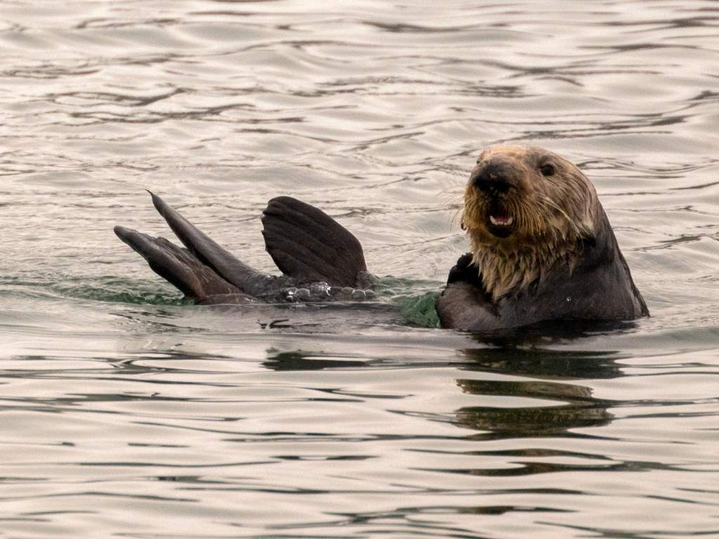 Wie viele Meerestiere sterben täglich durch Ölverschmutzungen? Ein umfassender Leitfaden