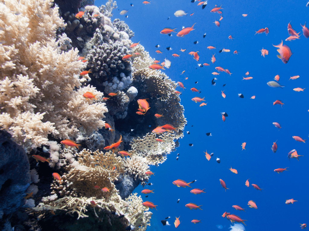 Meeresverschmutzung und ihre Auswirkungen auf Ozeanökosysteme