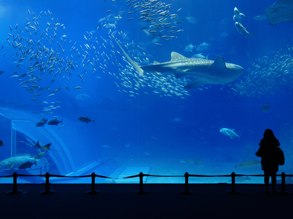 Marine- vs. Riffaquarium: Die Unterschiede verstehen